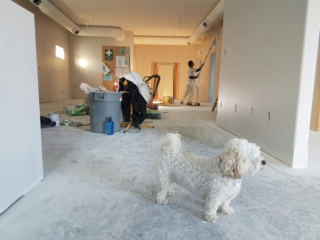 Image of a small dog standing in a room that is being remodeled with a painter in the background